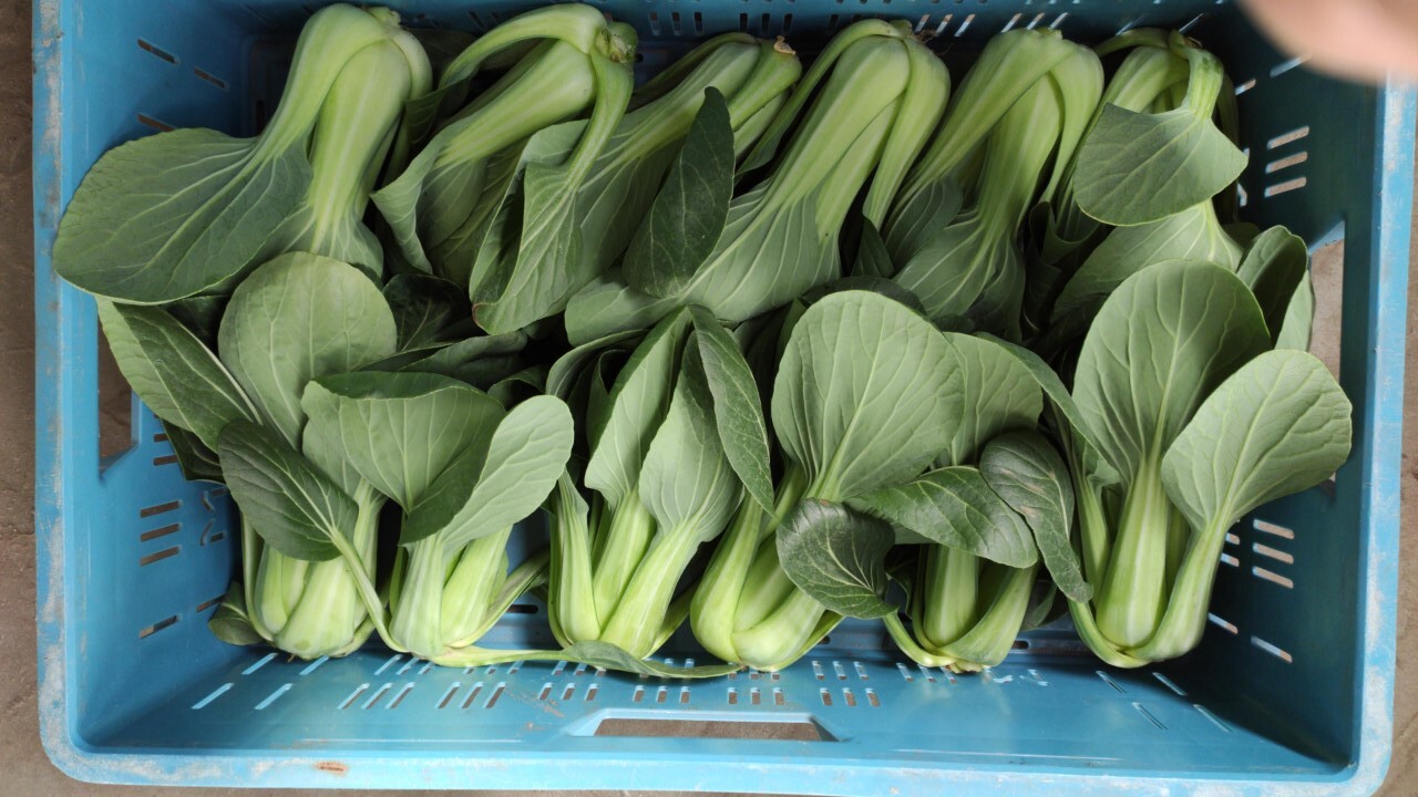 Shanghai paksoi teelt Wij gaan voor kwaliteit Tuinderij Luijkx